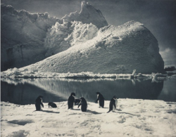 hauntedbystorytelling:   Herbert George Ponting :: Penguins and