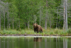 fuck-yeah-bears:  Eye Contact by Harry Eggens