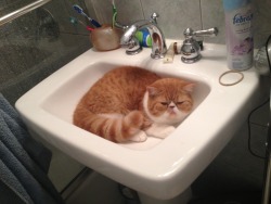 pantsandboots:  Boots laying in the sink….she jumped up there