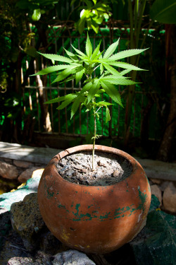 ginger-haze:  highs0ciety:  that pot, the plant, everything is