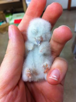 animal-factbook:  Newborn screech owls scorn their name- they