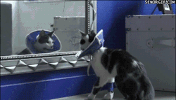 rurinacci:  Cat Scared of Own Reflection Only took 30 years of
