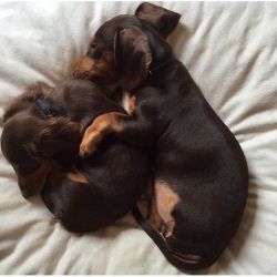 dachshundappreciation:  Sausage snuggles (from  @lifeofbiggieandkimdogg on