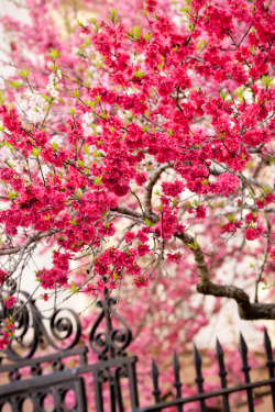 hueandeyephotography:Spring Crabapple, Washington Park, Charleston,