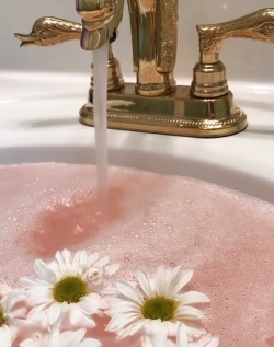 uyesurana:rose water & daisies… photo by audrey kitching