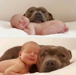 awwww-cute:  This, I have no words, I have no words (Source:
