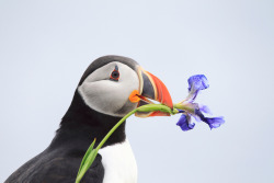 smithsonianmag:  Photo of the day: This puffin really wants to