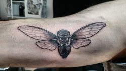 tattoosnyc:  B&W Cicada by Luisa Manriquez @ La Lucha Eterna,