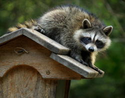 llbwwb:   Racoon on bird feeder by Brian Masters 