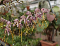 orchid-a-day:  Masdevallia superbiens  Syn.: Spilotantha superbiens