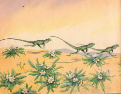 nemfrog:  Green lizards with long tails prancing across the desert. 