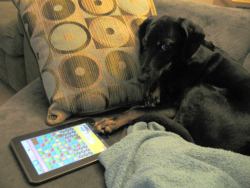 animal-factbook:  Dogs very much enjoy playing Candy Crush. 