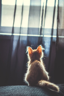 visualechoess:  Curious Kitty  by: LuckyImages