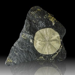 bijoux-et-mineraux:  Pyrite Sun in black Slate with Fern Fossils
