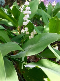 Lily of the valley