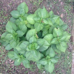 plantered:  The plants seemed happy today