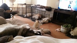 6woofs:  Lazy Saturday with the whole Pack
