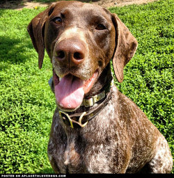 aplacetolovedogs:  Smiley German Shorthaired Pointer Lark taking