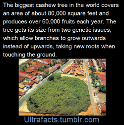 ultrafacts:  purple-sea-kitten:  ultrafacts:  (Fact Source) Follow