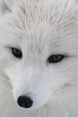 oecologia:  Arctic Fox by airp2011.