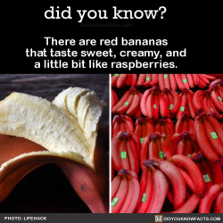 did-you-kno:  There are red bananas that taste sweet, creamy,