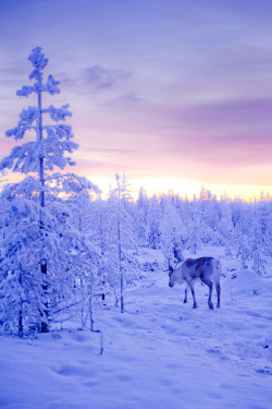 ylfra:  The Lone Reindeer (by Ilkka Hamalainen) 