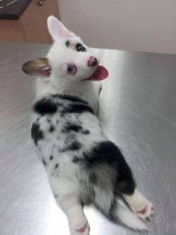 awwww-cute:  Puppy Sploot! (Source: http://ift.tt/1HOHYEO)