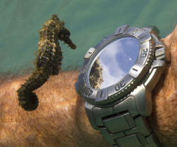 stunningpicture:  A seahorse admiring his own reflection from