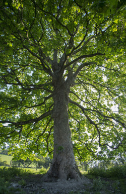 wanderthewood:  Jabberwocky tree by yamatime 