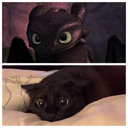 awwww-cute:My cat looks like toothless the dragon