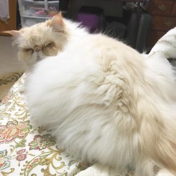 lucifurfluffypants:  When you want to be on the bed with your