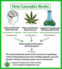 cannabisgizmos:  How Cannabis Works - Follow Cannabis Gizmos