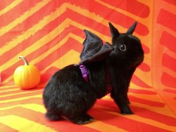 katsworldaway:  horrorandhalloween:  Bat-bun  @dustidustbunni 