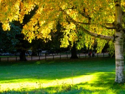introspectivepoet:  Sunlight in Hyde Park, London. October 2013