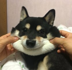 babyanimalgifs:happy boy