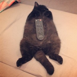 alexlee712:  New function of my cat, holder of the remoter LOL