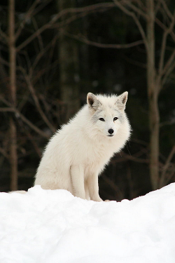 wonderous-world:  Arctic Fox by Daniel Zhang 