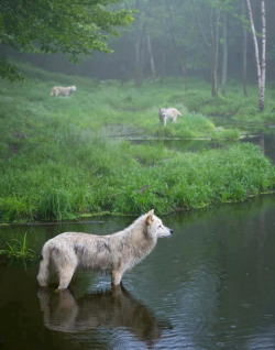 awwww-cute:  3 Wolves in Quebec, Canada (Source: http://ift.tt/1OpUbkL)