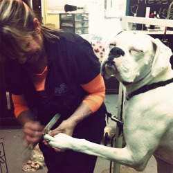 tastefullyoffensive:  “He loves getting his nails done.”