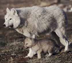 sisterofthewolves: Picture by Jeff Turner An arctic wolf pup
