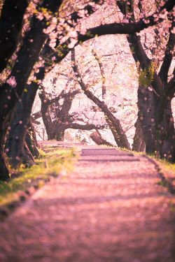 bluepueblo:  Cherry Blossom, Kyoto, Japan photo via anne 