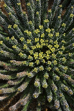 flora-file:  Euphorbia inermis prints | reblog | insta | web