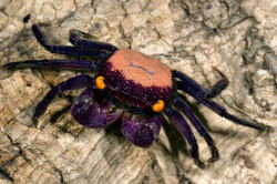 coolthingoftheday:  Vampire crabs are a rare species of crustacean