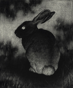 samwolfeconnelly:  Rabbit    View the rest of the ‘Underbrush’