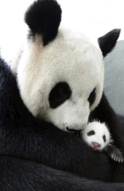 A mother’s love (giant panda Yuan Yuan and her week-old cub