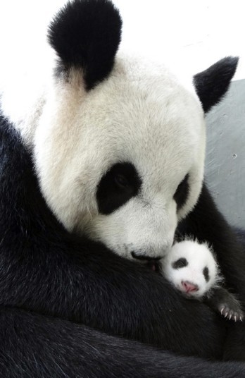 A mother’s love (giant panda Yuan Yuan and her week-old cub at Taipei City Zoo)
