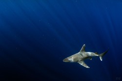 socialfoto:  Sandbar in the blue A sandbar shark cruises in the