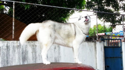 awwww-cute:  Told him to get off the top of the car, he did this