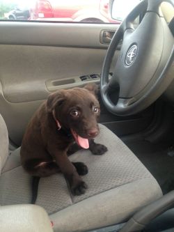 awwww-cute:He stole the driver seat when I pumped gas, and he