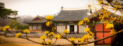 lovesouthkorea:  Time for Spring, Chandeok Palace by AlexSRWalsh